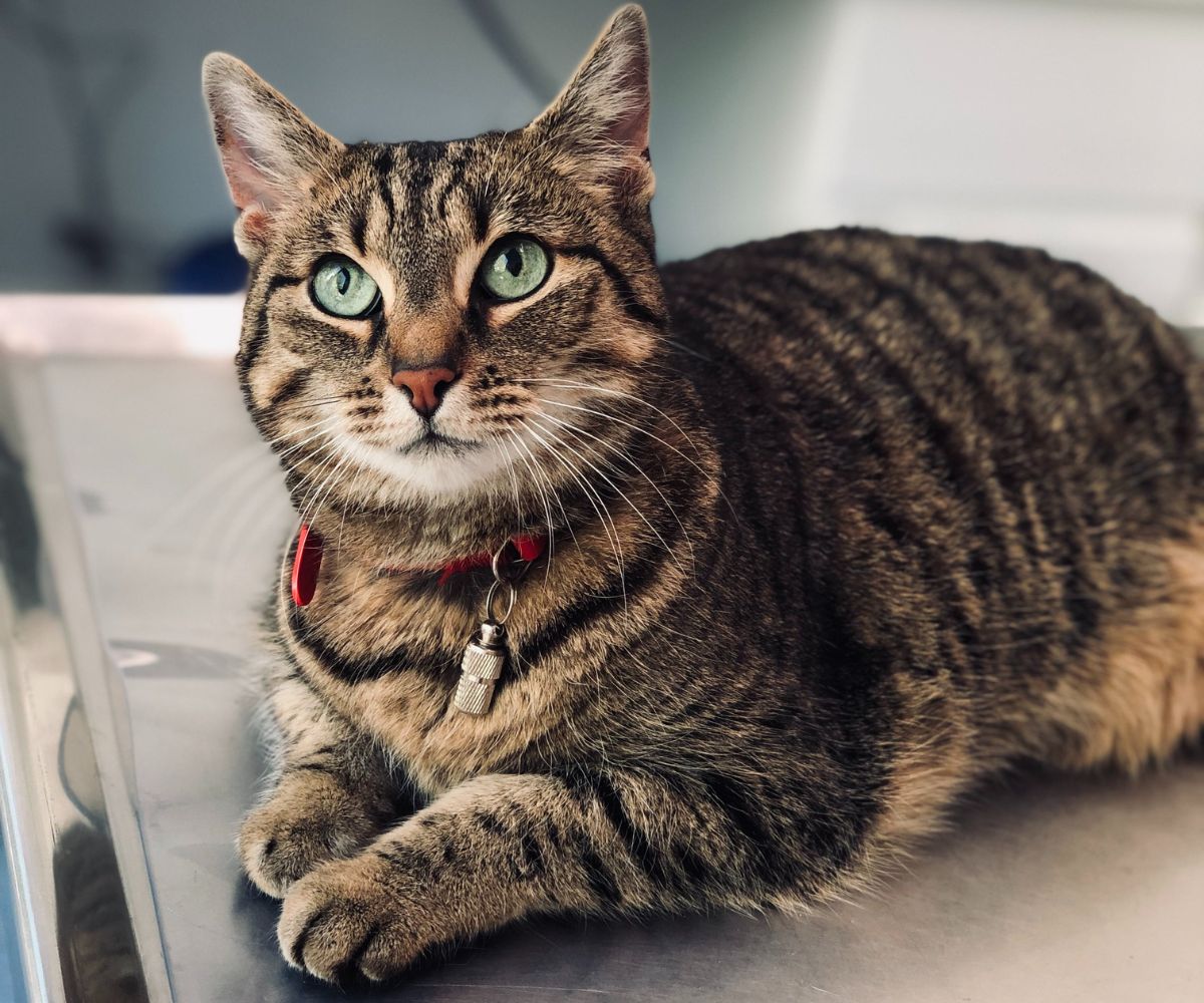 a cat lying on a table