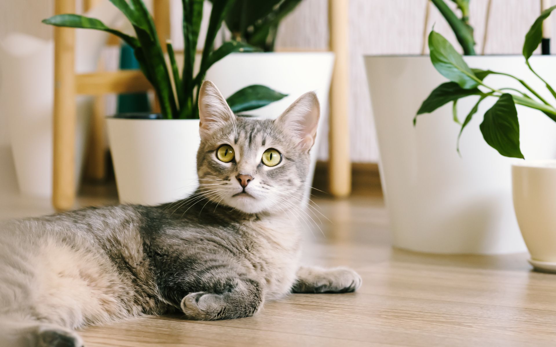 gray cat lies on the floor