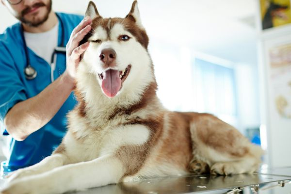 veterinarian examining dog health