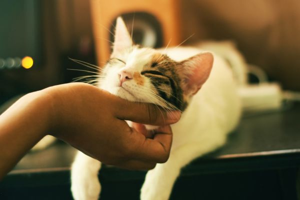 a person petting a cat