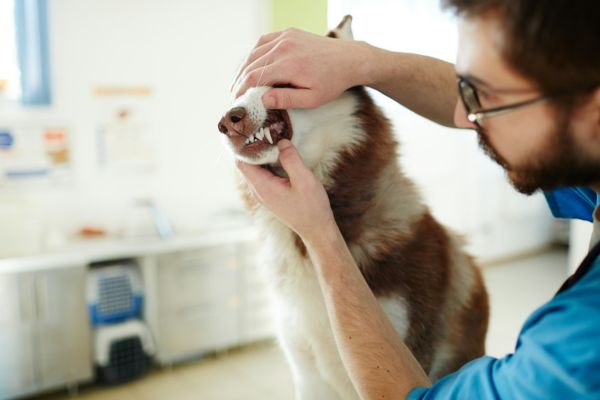 dog dental checkup