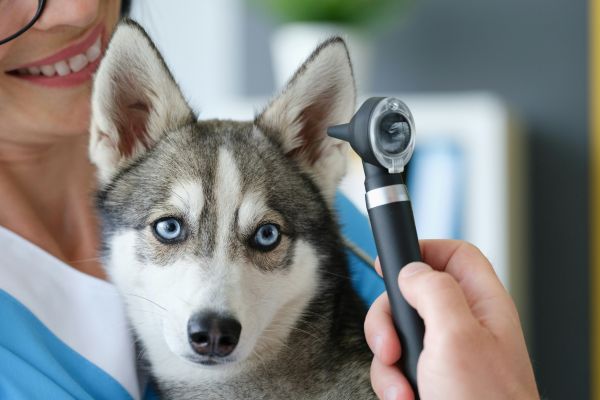 a pet is getting ear treatment