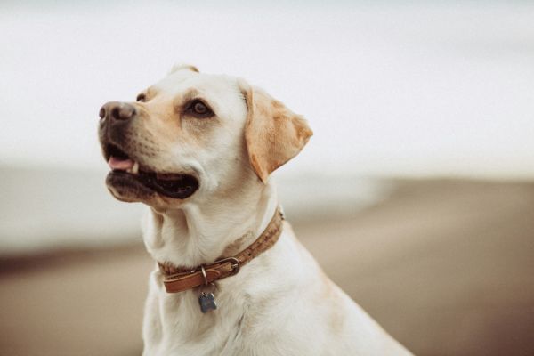 a dog with collar