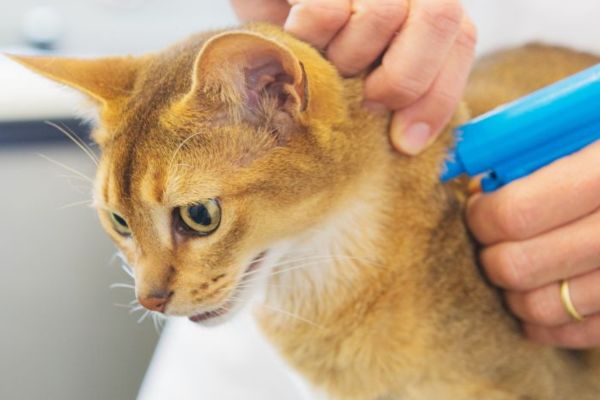 a cat microchipping