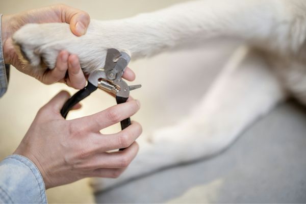 a person trimming pet nail