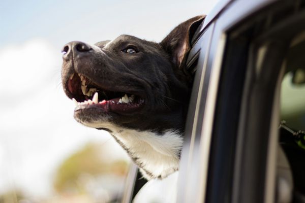 a dog in the car