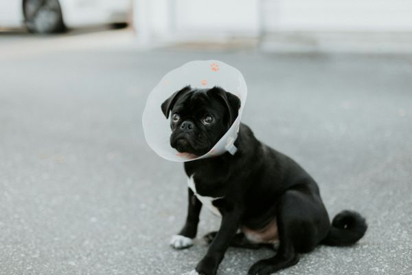 a dog with cone