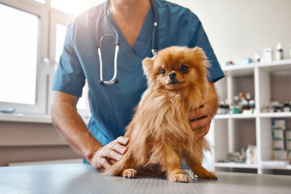 pet having vaccine