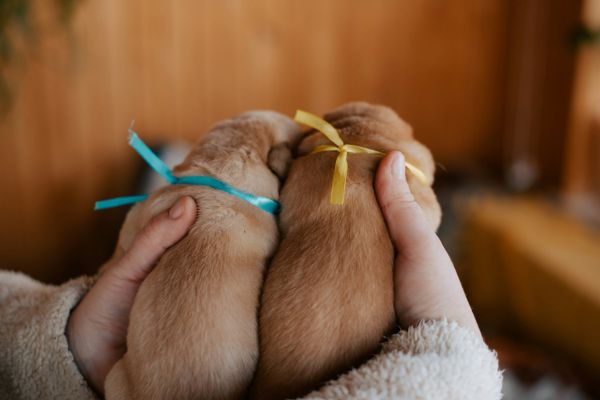 puppy and kitten