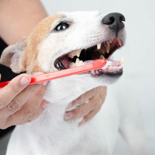 a person brushing a dog's teeth