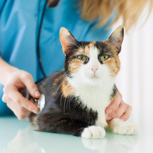 A cat at the vet