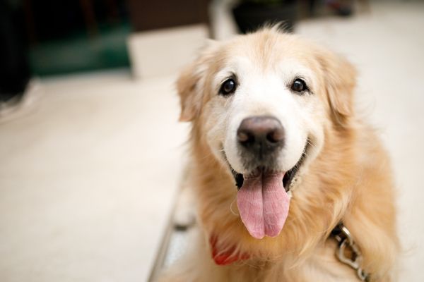 senior dog smiling